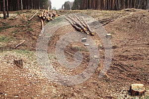 Environment, nature and deforestation forest - felled trees