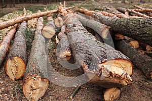 Environment, nature and deforestation forest - felled trees