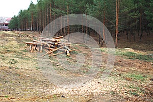 Environment, nature and deforestation forest - felling trees