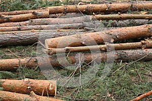 Environment, nature and deforestation forest - felling of trees