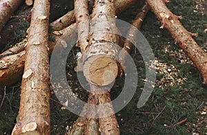 Environment, nature and deforestation forest - felling of trees