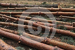 Environment, nature and deforestation forest - felling of trees