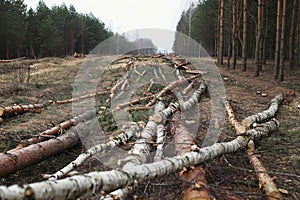 Environment, nature and deforestation forest - felling of trees