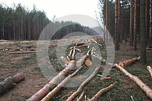 Environment, nature and deforestation forest - felling of trees