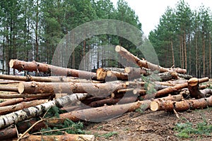 Environment, nature and deforestation forest - felling of trees