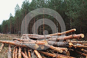 Environment, nature and deforestation forest - felling trees in woods photo