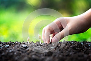 Environment nature. Little asian girl holding young plants in the nature park and see stages of growth