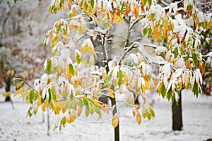 Environment outdoor weather autumn winter climate change concept of tree with leaves covered with white pure snow