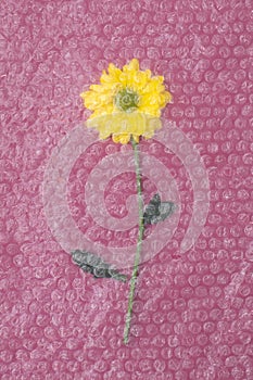 Environmental concept with yellow flower suffocated behind plastic bubble wrap