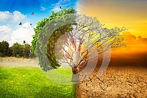 Environmental concepts, Live and dead big tree
