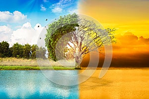 Environmental concepts, Live and dead big tree.