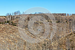 Environmental destruction climate change crisis environment landscape nature woods forest dieback at Brocken in Harz, Germany