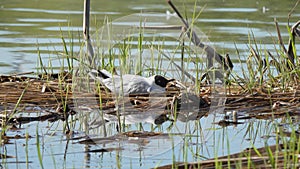 Environmental disaster. Gull ate the poisoned fish