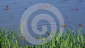 Environmental disaster. Poisoned fish floats to the surface of the water