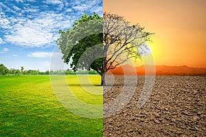 Environmental and global warming concepts, Live and dead big A Tree