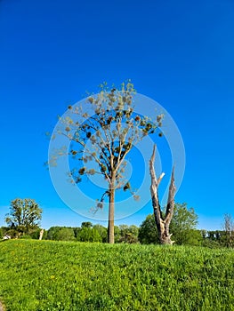 Environmental and global warming concepts, live and dead tree. Rhineland-Palatinate, Germany