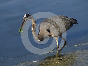 Environmental Hazard for Wildlife