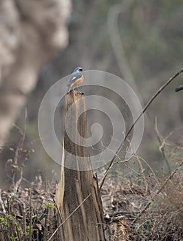 Environmental Hodgsons Redstart Shot