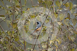 Environmental Hodgsons Redstart Shot