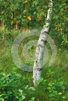 Environmental nature conservation and reserve of a birch tree forest in a remote, decidious woods. Landscape of hardwood photo