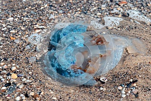 Environmental pollution concept. A large blue poisonous jellyfish lies on the ocean