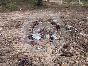 Environmental pollution in forests