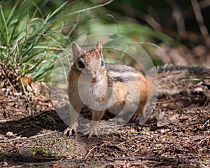 Environmental Portrait of Chipmunk on the Ground