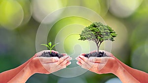 Environmentalists ` hands holding big trees and seedlings to replace each other.