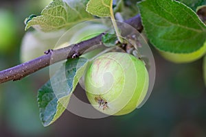 Environmentally friendly apples. Green apples on the tree. beautiful apples ripen on a branch in the rays of the sun