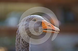 Environmentally friendly farm for growing poultry Goose portrait. Domestic goose. Goose farm. The geese enjoy their