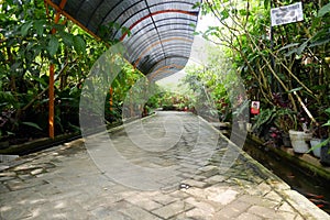 Environmentally friendly paving path with healthy plants around it - Environmentally friendly eco-paving.