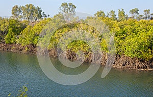 An environmentally significant mangrove forest showing a stilt root structure