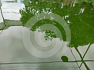 environments reflection on a green pond