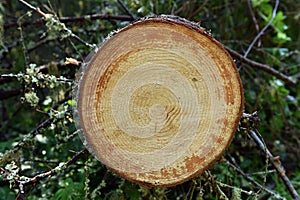 Environmetal concept, illegal deforestation. Freshly cut pine tr