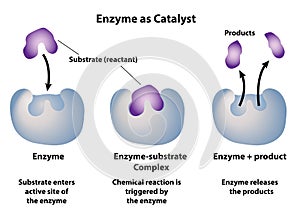 Enzyme as Catalyst in Chemical Reactions photo