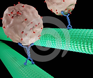 Enzyme ATPases as Kinesins move along microtubule filaments