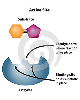 Enzyme Catalyst Active Site for Binding Reactants