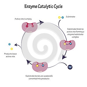 Enzyme Catalytic Cycle