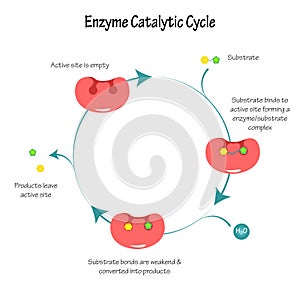 Enzyme Catalytic Cycle