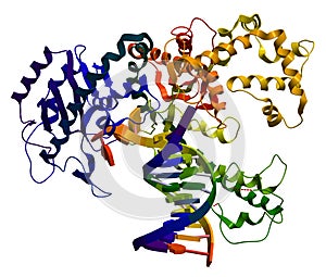 Enzyme DNA polymerase I photo
