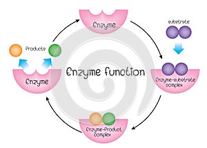 Enzyme function