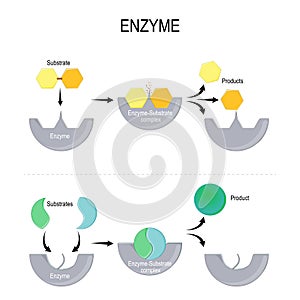 Enzyme function