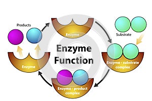 Enzyme function cycle diagram isolated