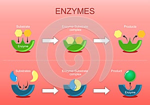 Enzyme function photo
