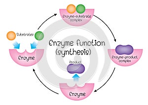 Enzyme function synthesis