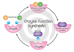 Enzyme function synthesis photo