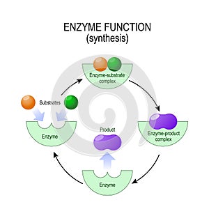 Enzyme function. synthesis. substrate, product, enzyme-product c photo