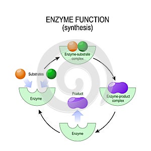Enzyme function. synthesis. substrate, product, enzyme-product c