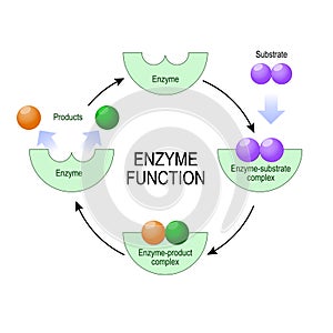Enzyme function. vector diagram for medical, educational and scientific use. photo