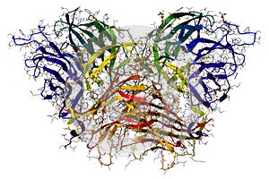 Enzyme Invertase 3D view photo